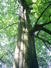 pic1