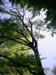 pic1
